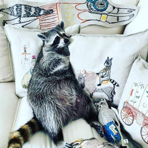 Pumpkin the Raccoon lounging in a sofa of Coral & Tusk pillows