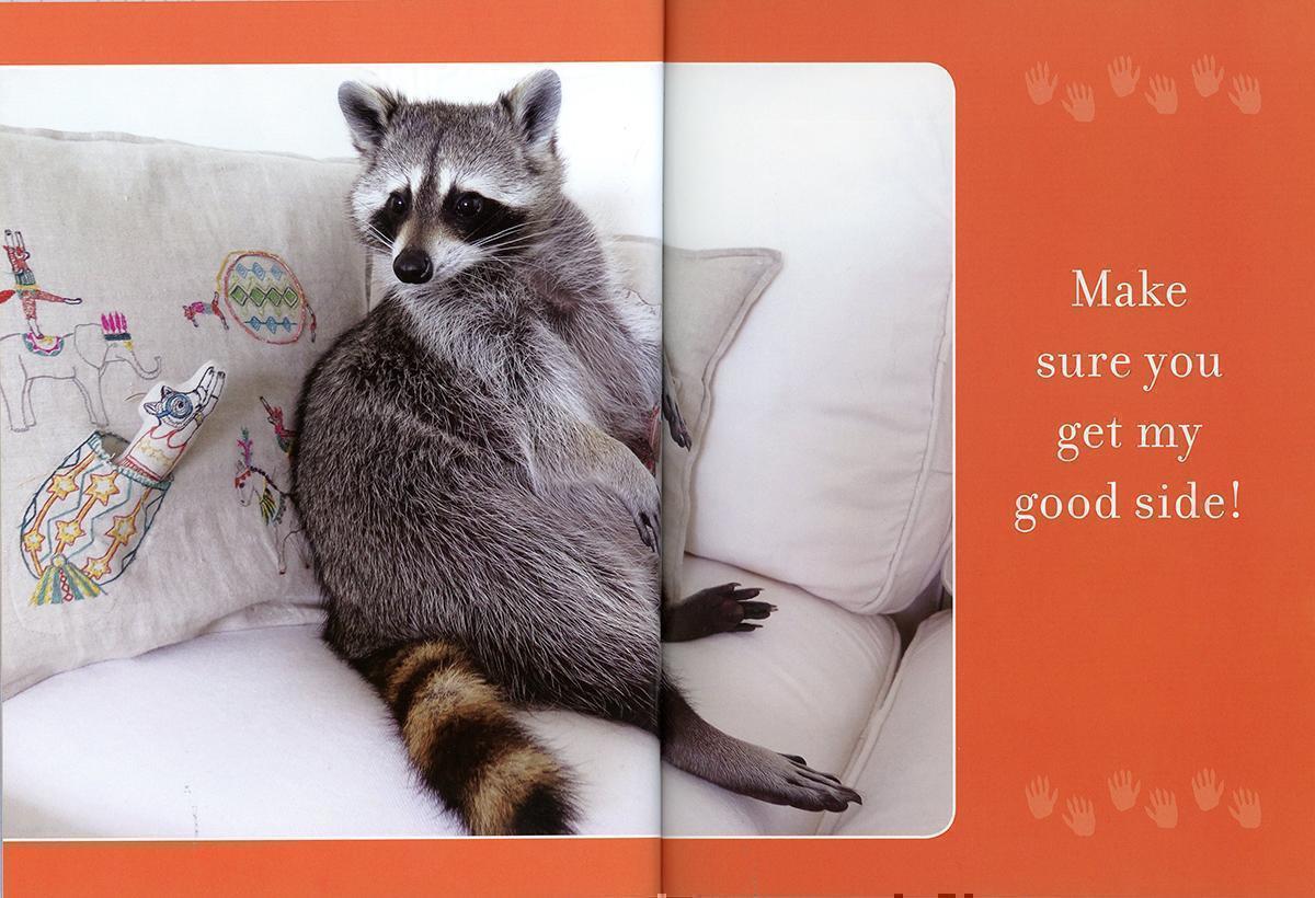 Pumpkin the raccoon on Coral & Tusk Pillows